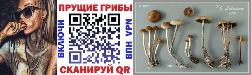 как найти закладки  darknet телеграм  Галлюциногенные грибы Magic Shrooms  Багратионовск 